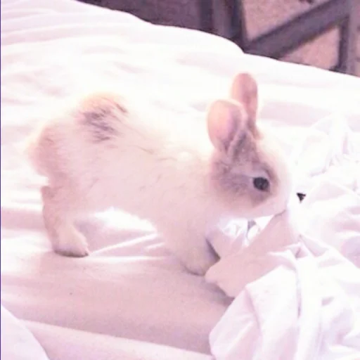 🐰