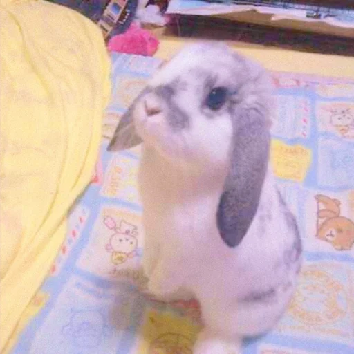Стикер ᭝݊sOft rabbit ⵓ ⿴༘͜᭼̣ꪆ