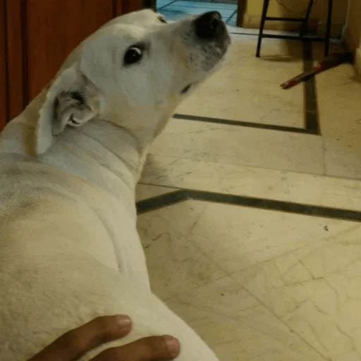 Стикер Yet another kang pack