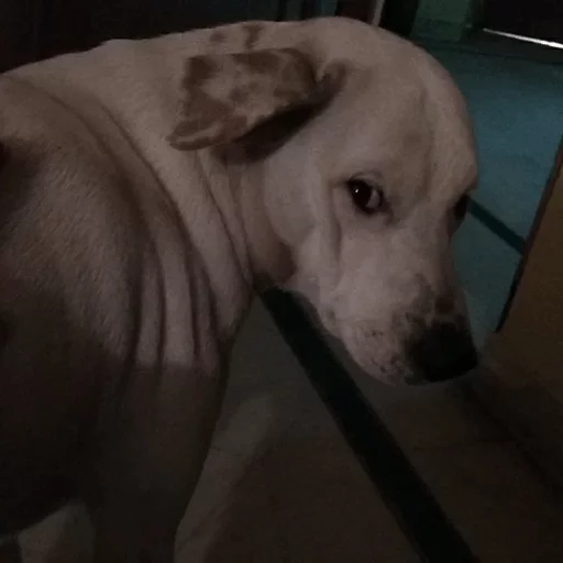 Стикер Yet another kang pack