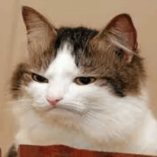 Стикер Yet another kang pack