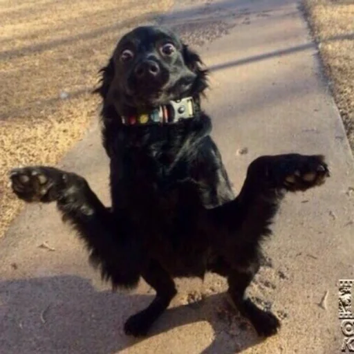 Стикер Repmans_mem