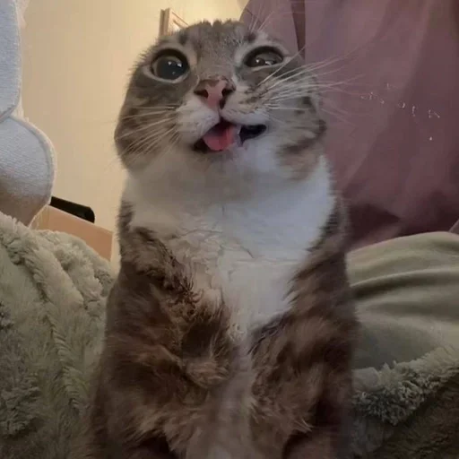 Стикер Ригби Кот