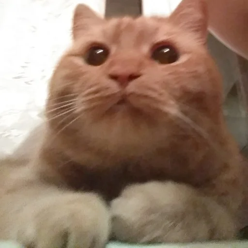 Стикер Рыжик