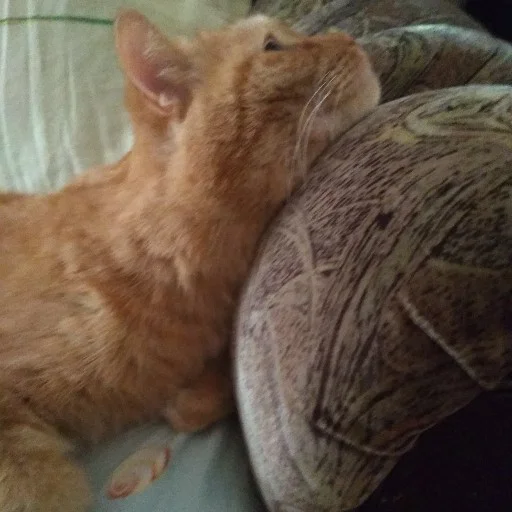 Стикер Рыжик