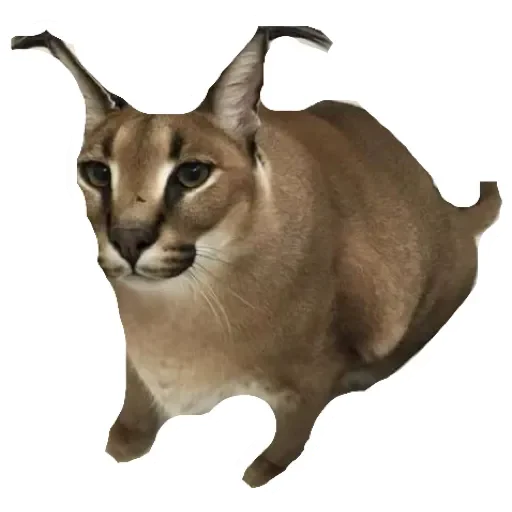 Стикер Шлепа 3