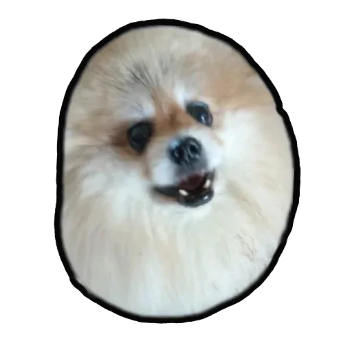 Стикер Шпиц Енот