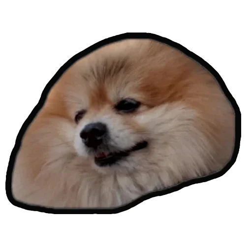 Стикер Шпиц Енот