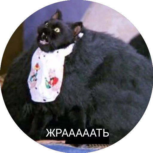 Стикер Кот Салем