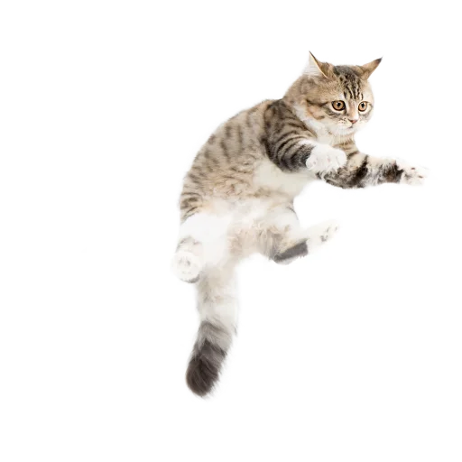 Стикер СамоКот