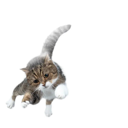 Стикер СамоКот