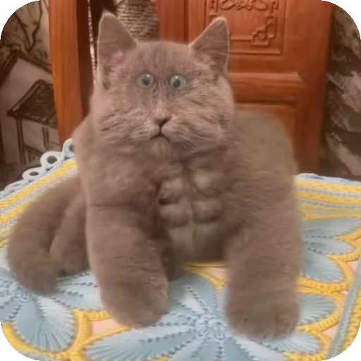 Стикер Серый котик