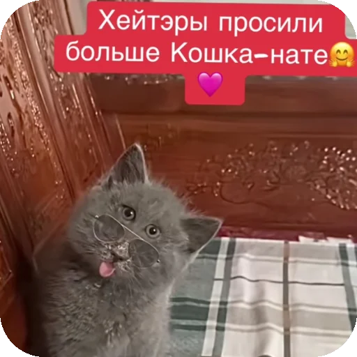 Стикер Серый котик