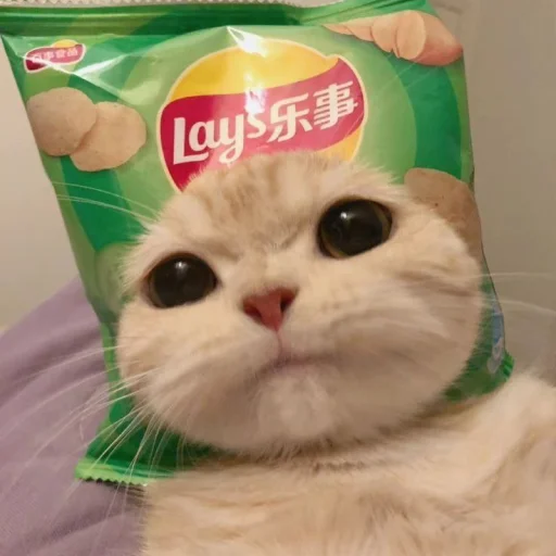 Стикер котики