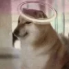 Эмодзи Shibainu Doge FB