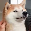 🐶