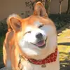 Стикер Shiba inu