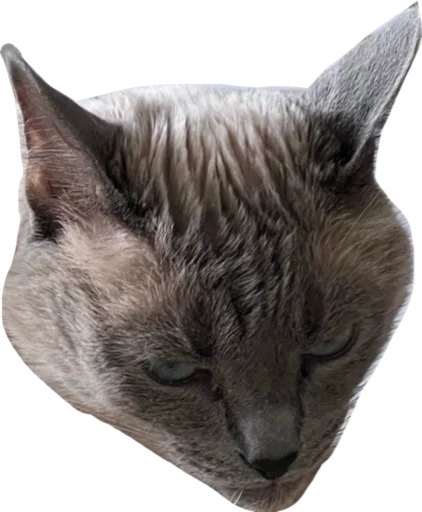 Стикер Sidkozel