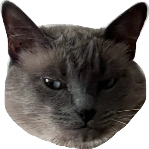 Стикер Sidkozel