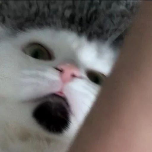 Стикер Сима🥰