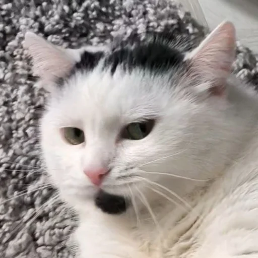 Стикер Сима🥰