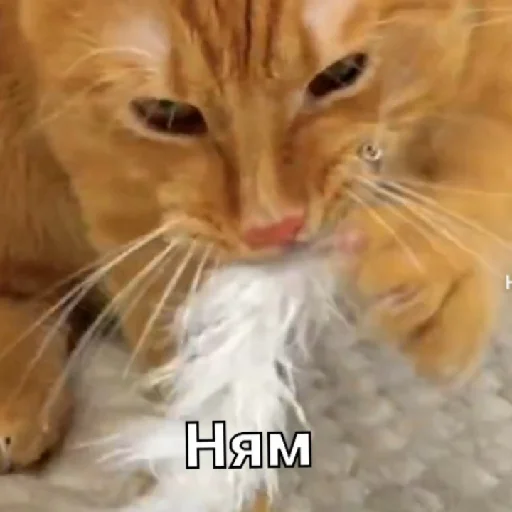 Стикер Симбочка Пимпочка