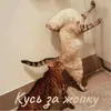 Стикер Котики и фразочки