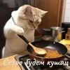 Стикер Котики и фразочки