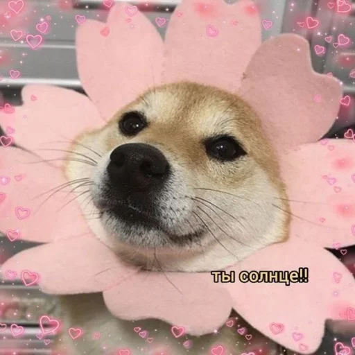 Стикер Солнышки