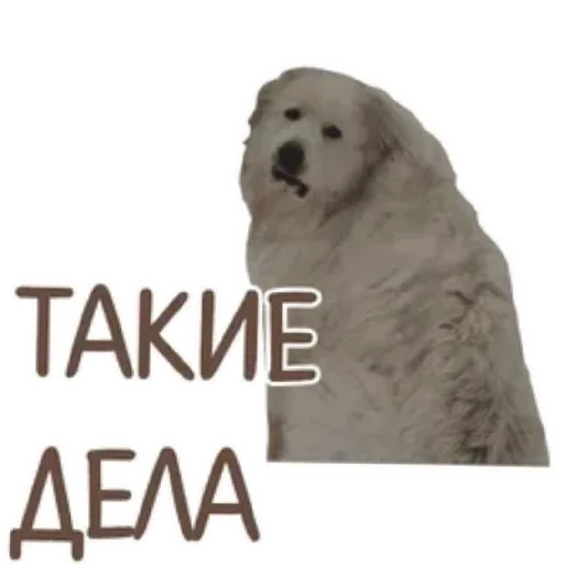 Стикер Spread Beaver