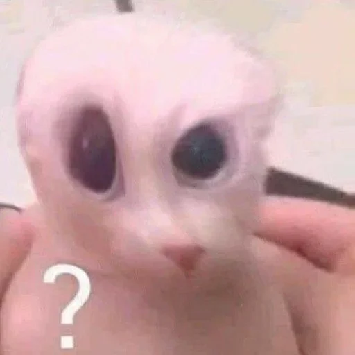 Стикер Котики