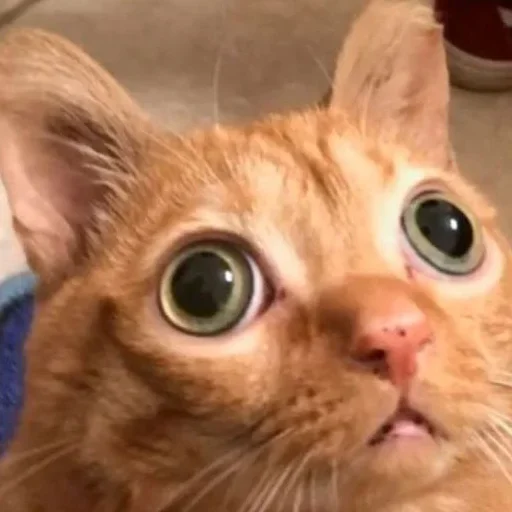 Стикер Котики