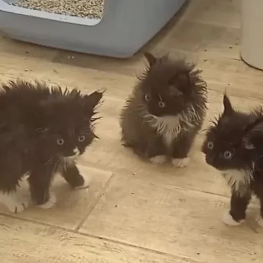 Стикер Котики