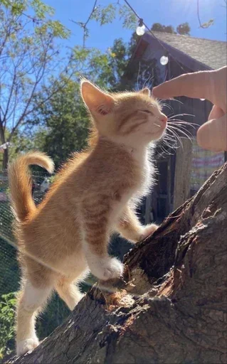 Стикер Stkrcat