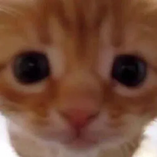 Стикер Stkrcat