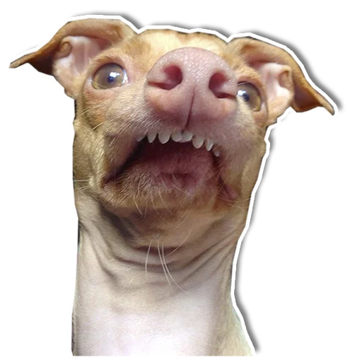 Стикер Упоротый пес