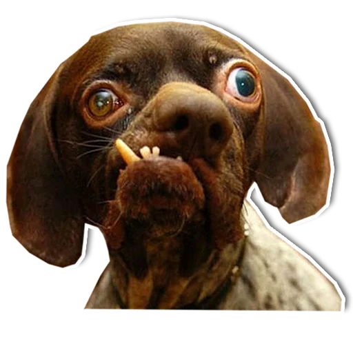 Стикер Упоротый пес