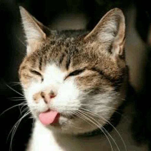 Стикер Stooped Cats