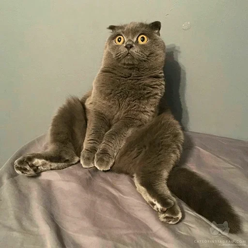 Стикер Stooped Cats