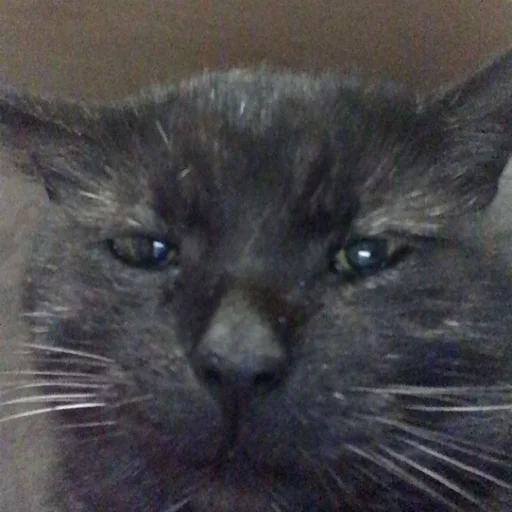 Стикер Stupid Cattos