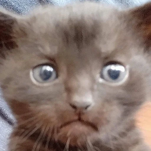 Стикер Stupid Cattos