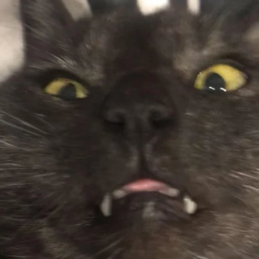 Стикер Stupid Cattos