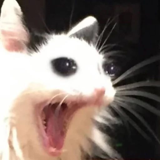 Стикер Stupid Cattos