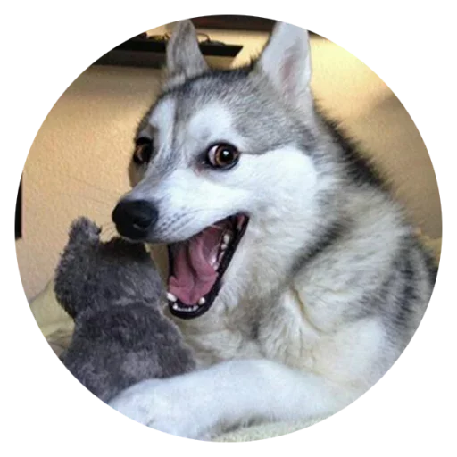Стикер Stupid Dogs