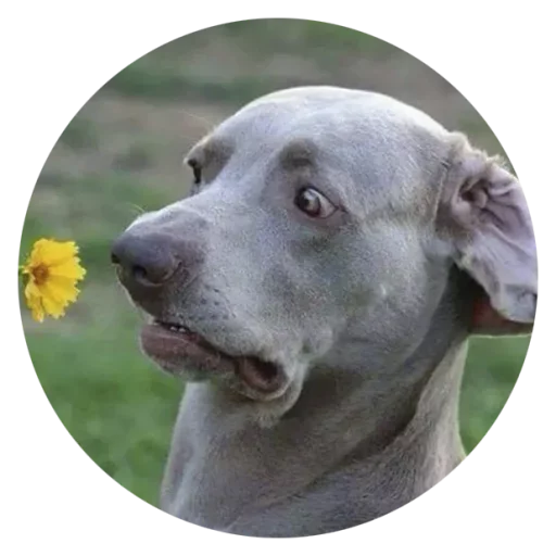 Стикер Stupid Dogs