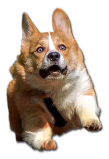 Стикер Stupud dog