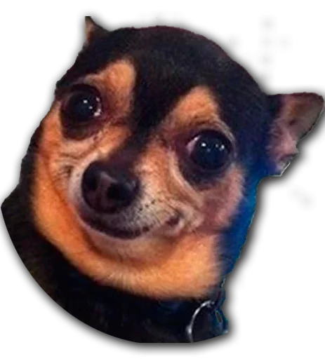 Стикер Stupud dog