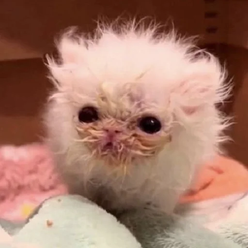 Стикер Sukruma