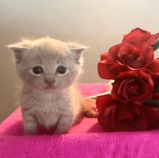 Стикер Sukruma