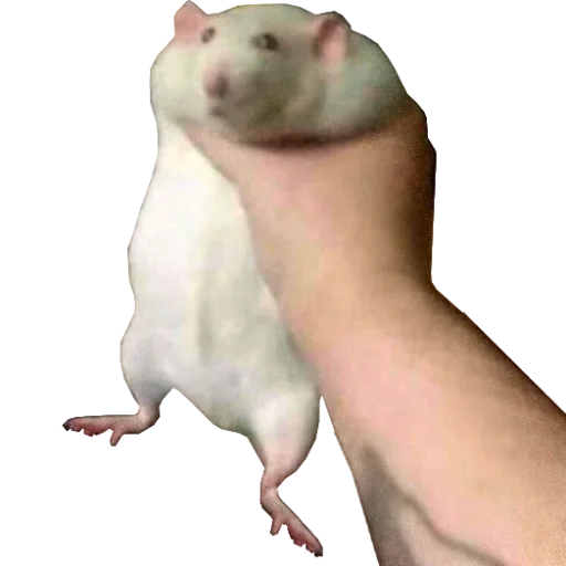 🐀